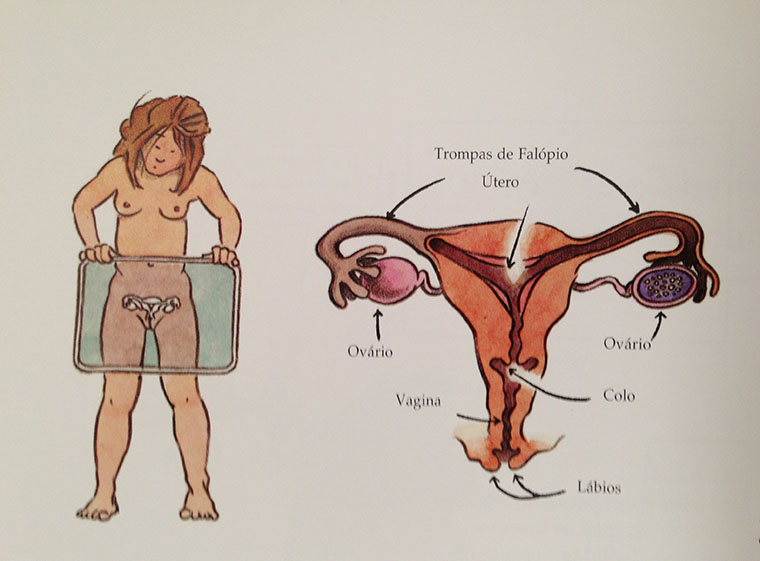Sistema genital feminino - parte II. Órgãos do sistema genital